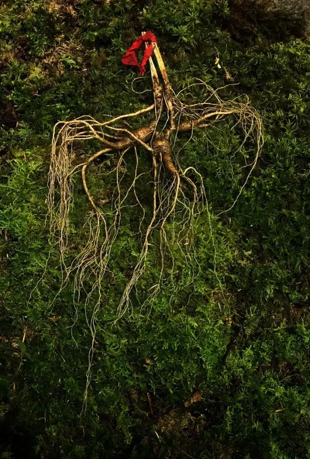 茉莉花茶2021新茶蒙顶甘露浓香型特级碧潭级炒花飘雪蒙顶山茶250g