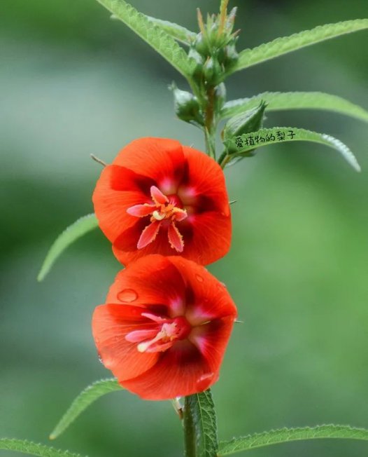 用此方治愈5例肩周炎,皆不超过5剂,古人留下的这个方子真神方也!