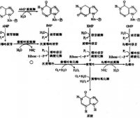 尿酸排泄的第三条通道——一个鲜为人知的医学发现