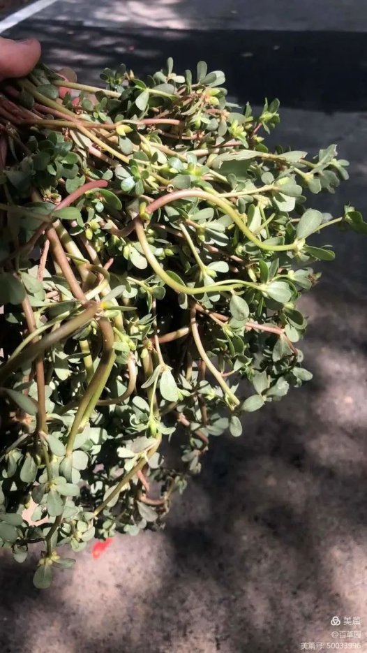 易医流派-系列29