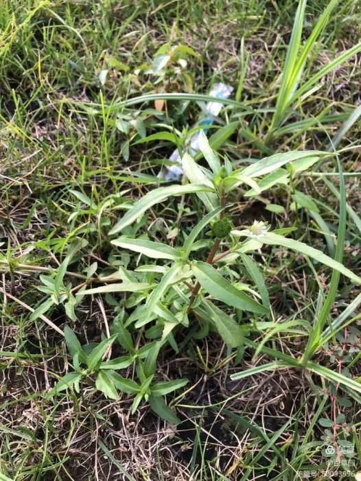 易医流派-系列24