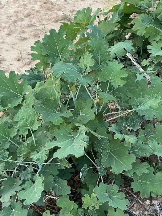 易医流派-系列27