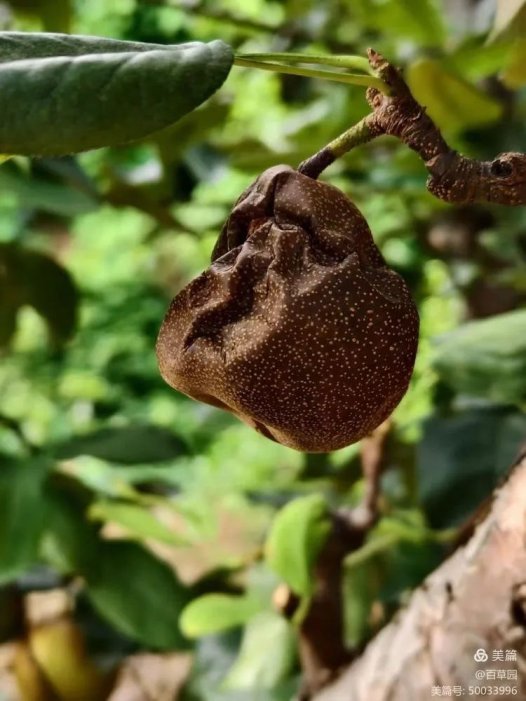 易医流派-系列30