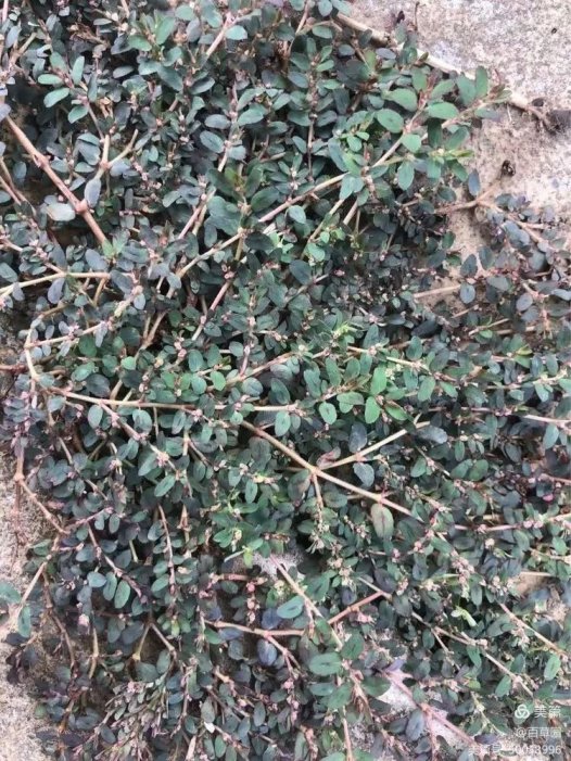 易医流派-系列33