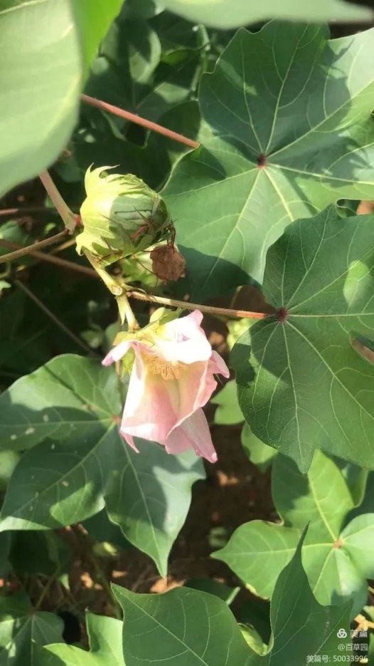 易医流派-系列26