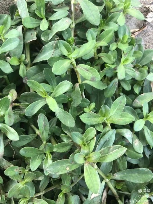 易医流派-系列28