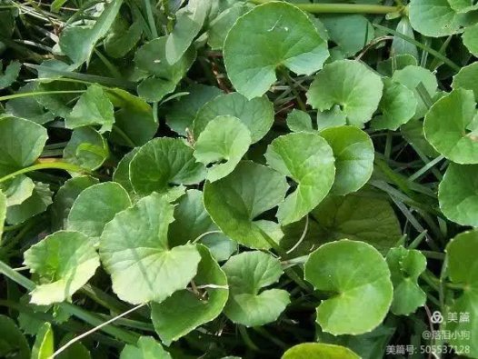 易医流派-系列18