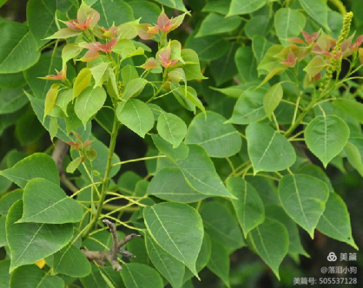 易医流派-系列20