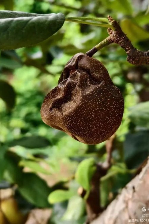 地锦草解毒退黄,马齿苋清热利湿