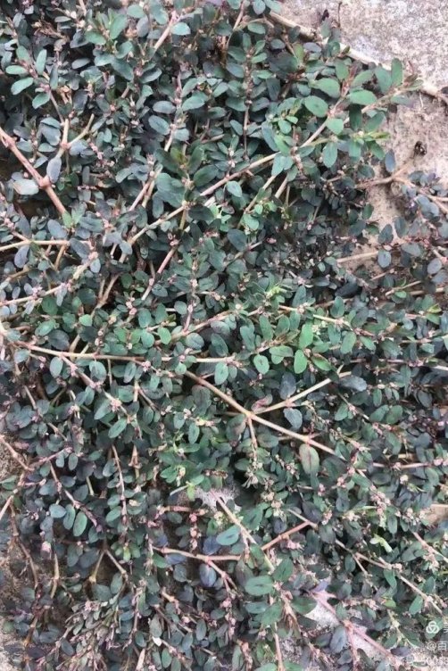 易医流派-系列33